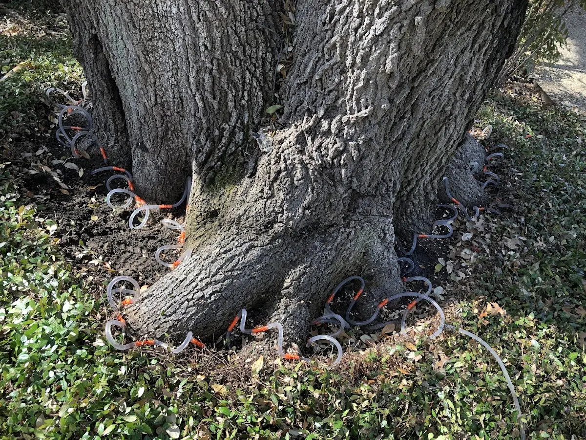 Detailed Tree Cabling and Bracing job site in Middlebranch