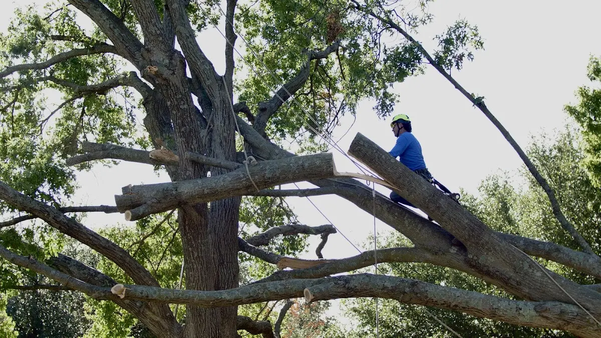 Professional Crown Thinning performed by certified arborists in Middlebranch